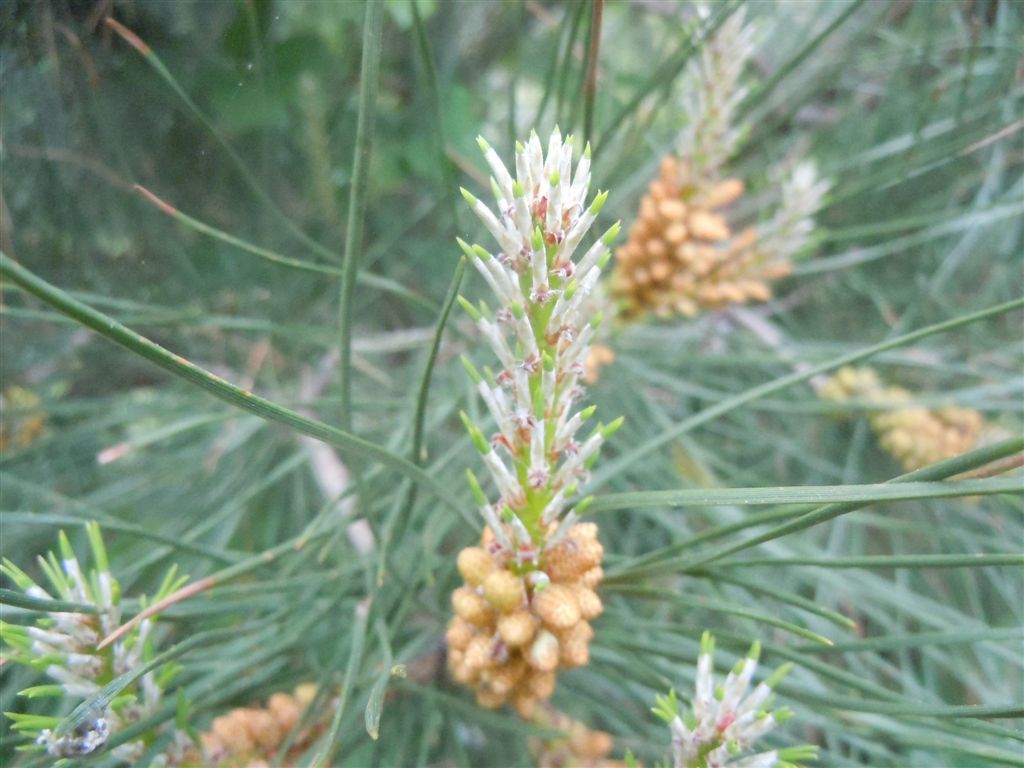 Albero da identificare...Pinus?